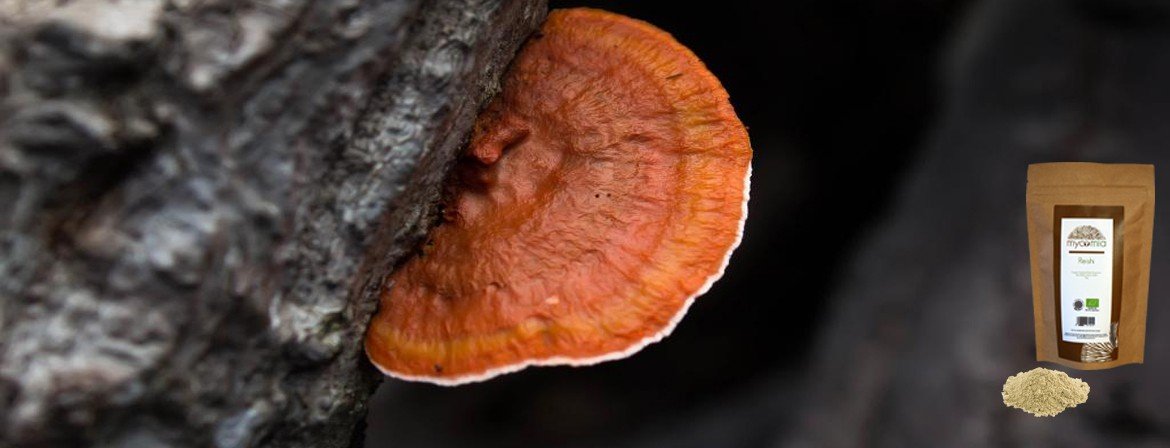 Reishi